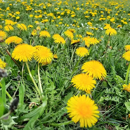 Café- Fernblick, Incl Meinecardplus 3* Willingen (Upland)