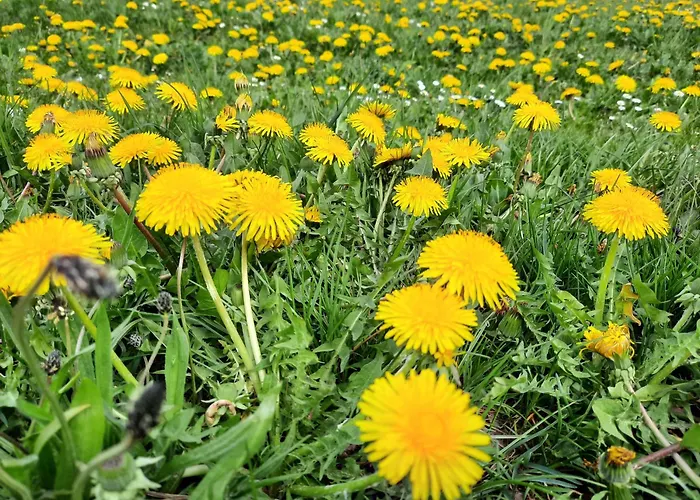 Cafe- Fernblick, Incl Meinecardplus 3* 빌링겐